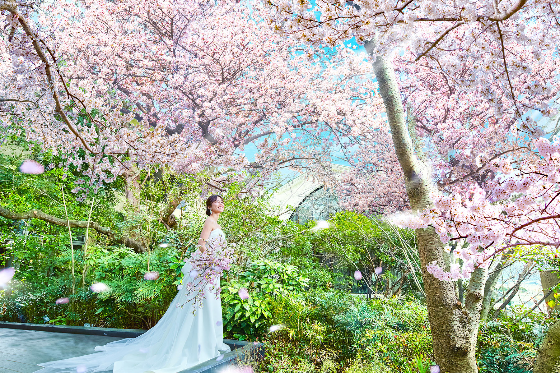 甲突川での桜ロケーションフォト